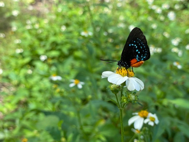 Atala Butterfly nectoring on a Bidens Alba flower